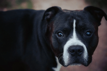 Creating a Chic and Safe Home Environment for Your Pets