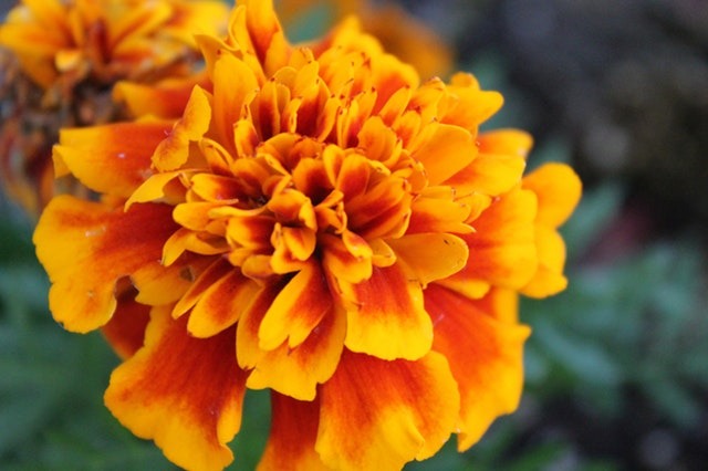Day of the Dead Flower The Heart of a Timeless Tradition